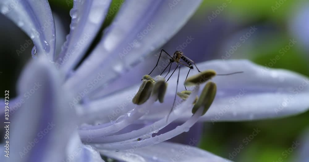 Male mosquitoes suck nectar from flowers and fruits.