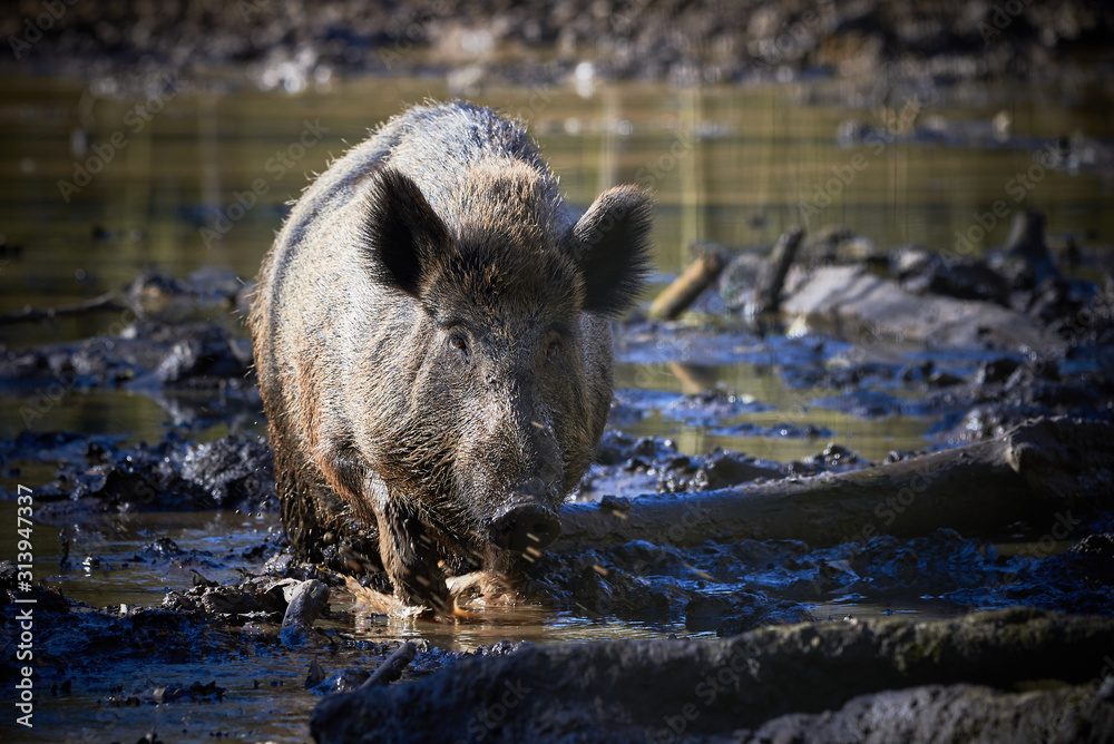Central Europe Wild Boar in the Mud (Sus Scrofa) Central Europe Wild Boar in the Mud (Sus Scrofa)