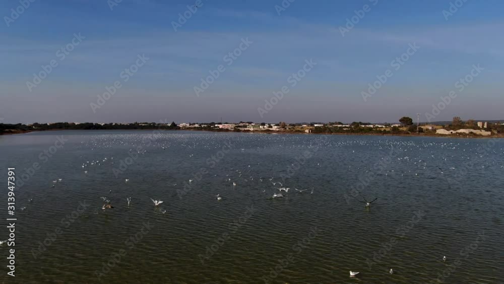 Flock of birds in a nature reserve 1 Flock of birds in a nature reserve 1