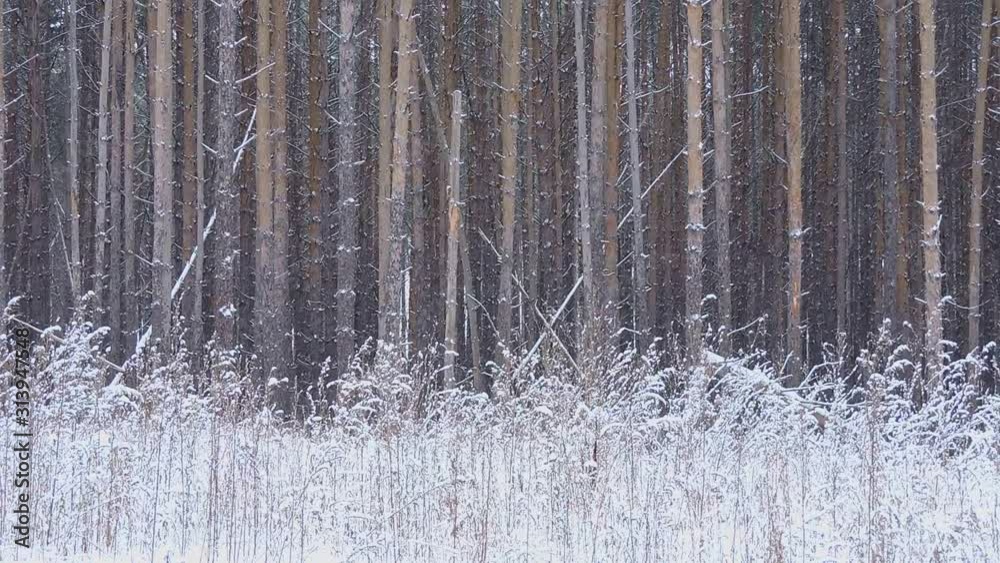 Snowfall in winter in the forest, soft snowy christmas morning with falling snow Snowfall in winter in the forest, soft snowy christmas morning with falling snow