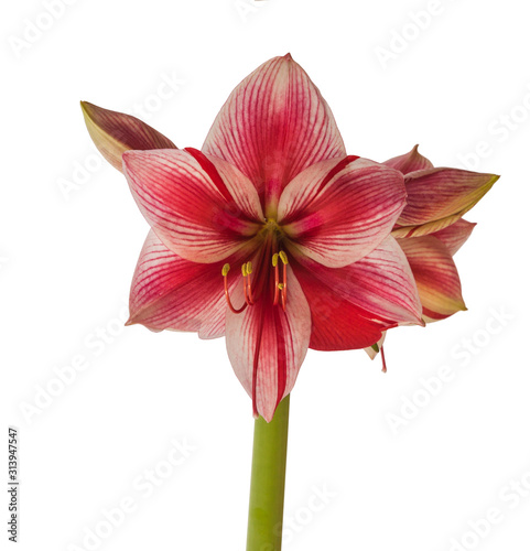Flower Hippeastrum  amaryllis  Galaxy Group Gervase on a white background isolated.
