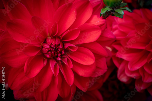 red flower