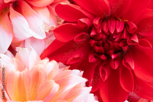 Принти на полотні red flower of dahlia on black background