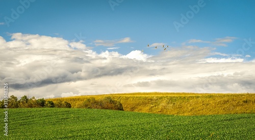 Birds over colorful field on a background of clouds