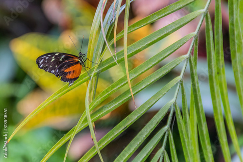Butterfly on Leaves