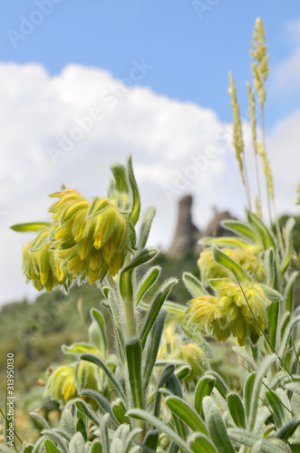 Flowering Onosma herb, on a cloudy day, in front of blurred landscape. Onosma wiry (Onosma rigidum) is the highly downy steppe grass with the multiple tubular, yellow-colored inflorescence photo