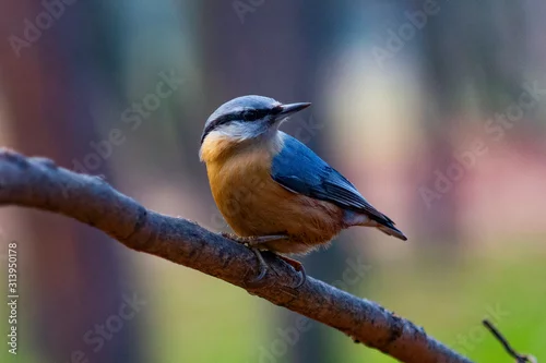 Obraz kowalik na drzewie