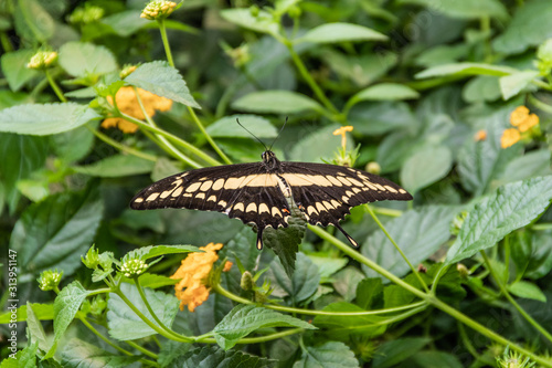Butterfly on Flowers