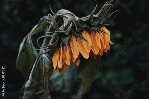 Konstfotografi Hitzewelle Sonnenblume vertrocknet
