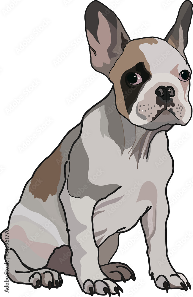 pug sad dog at the white background pug sad dog at the white background