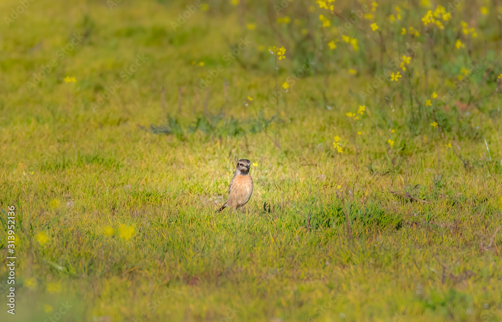 dog on grass