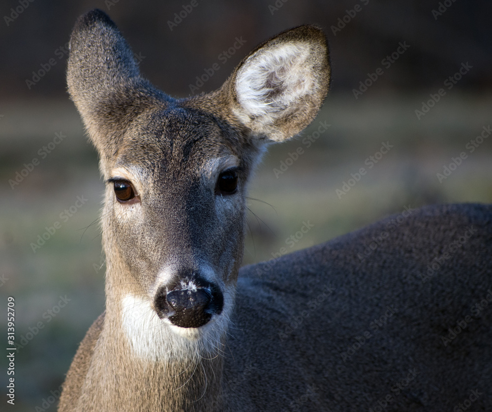 Close up of a deer with its ears cocked.