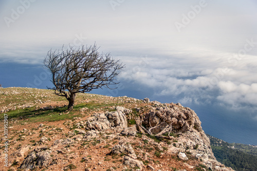 tree on top of mountain above clouds and sea