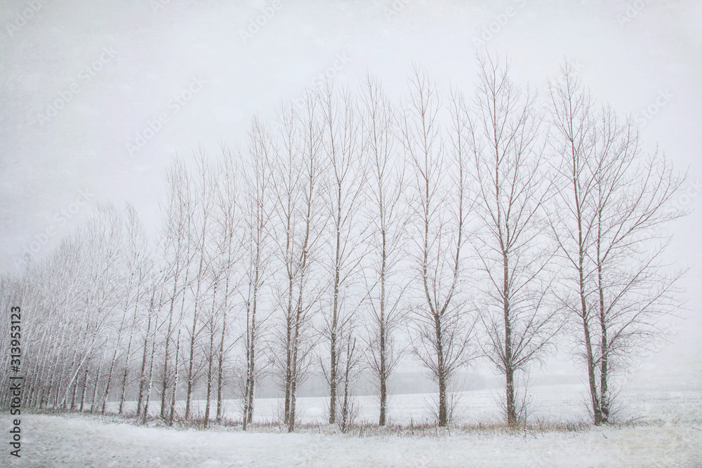Original photograph of a line of barren Poplar trees in the winter snow Original photograph of a line of barren Poplar trees in the winter snow