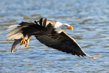Original photograph of a Bald Eagle catching a fish out of the lake
