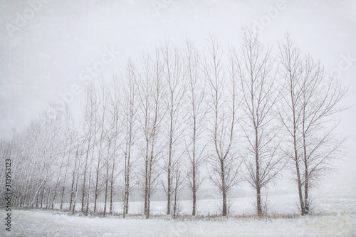 Original photograph of a line of barren Poplar trees in the winter snow