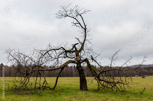 Alter Solitair Baum mit abgebrochenen Ästen auf Wiese