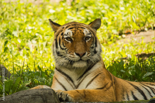 Fototapeta Naklejka Na Ścianę i Meble -  Tiger portrait