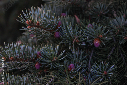 Violet fir cone on the background of green needles. Blue spruce.