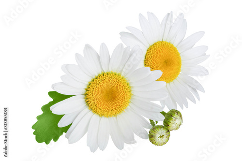 one chamomile or daisies with leaves isolated on white background Poster Mural XXL