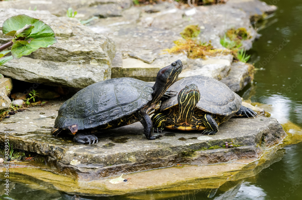 Two red-eared sliders next to a pond Two red-eared sliders next to a pond