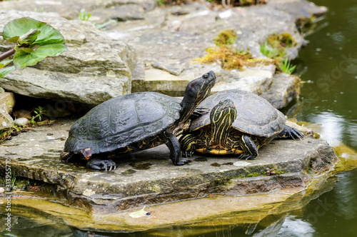 Two red-eared sliders next to a pond
