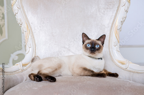 The theme of wealth and luxury. The impudent narcissistic cat of breed Mekong Bobtail poses on a vinage chair in an expensive interior. Thai cat with no tail and jewelry. Decoration on the neck photo