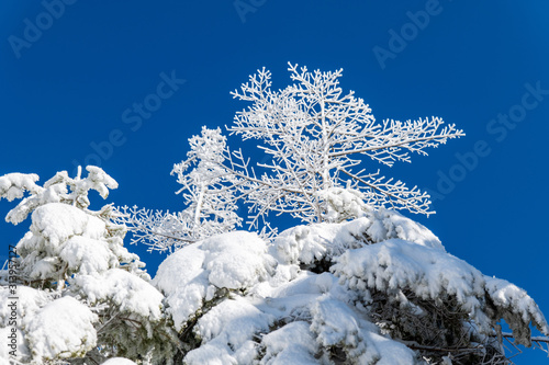 雪に覆われた木々と青空