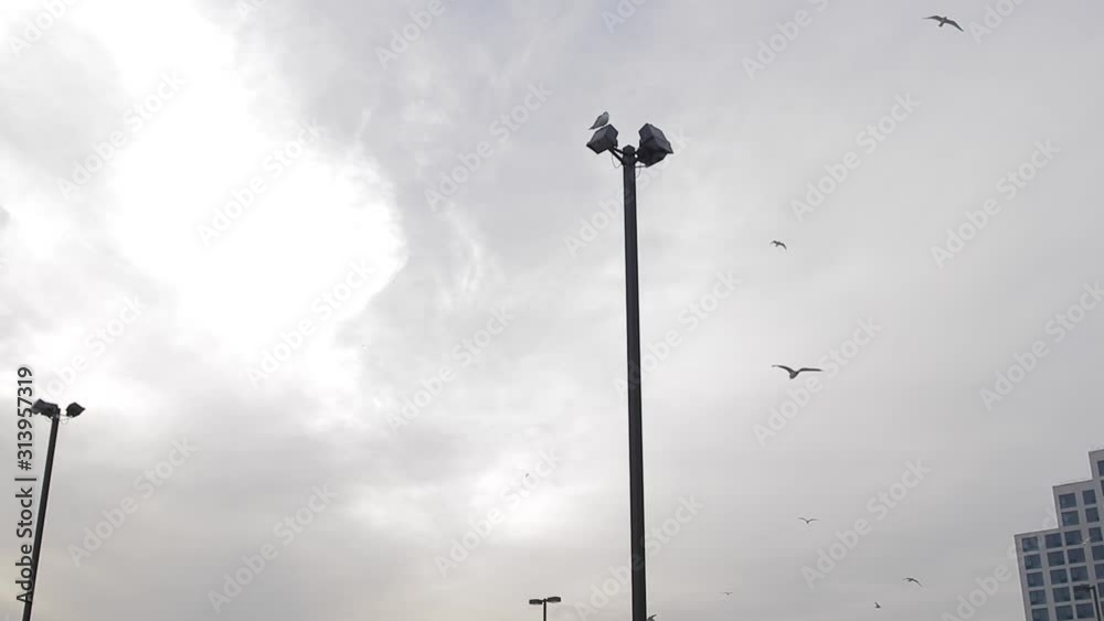 Seagulls flying in the sky of the city over cast clouds Seagulls flying in the sky of the city over cast clouds