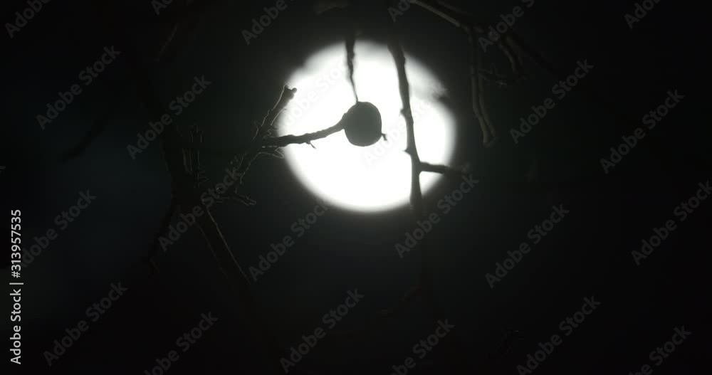 Silhouettes of branches blown by the wind aagainst dark night sky with moon