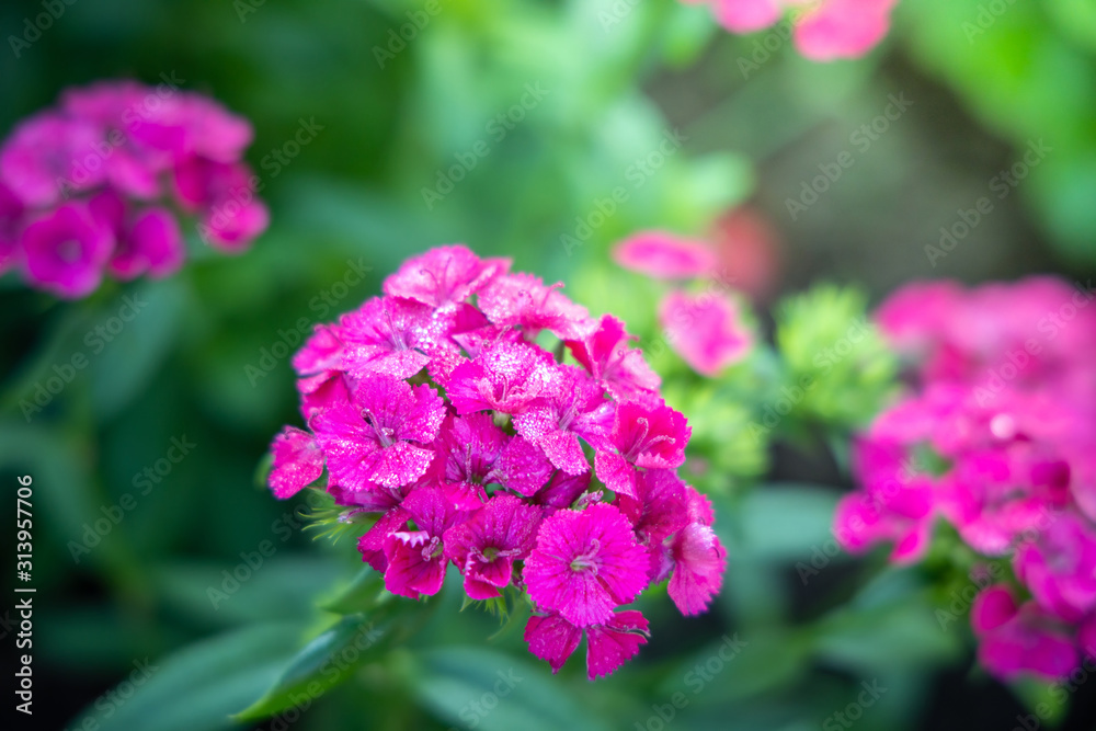 The background image of the colorful flowers The background image of the colorful flowers