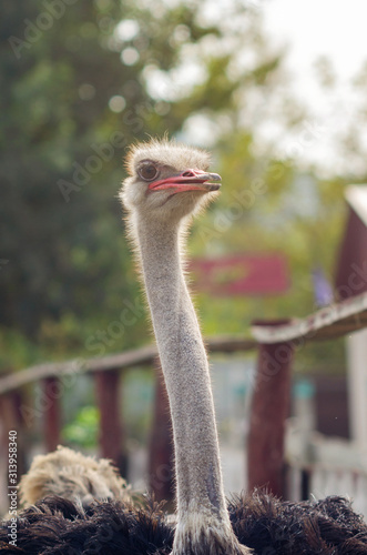 Portrait of an ostrich on a chicken farm