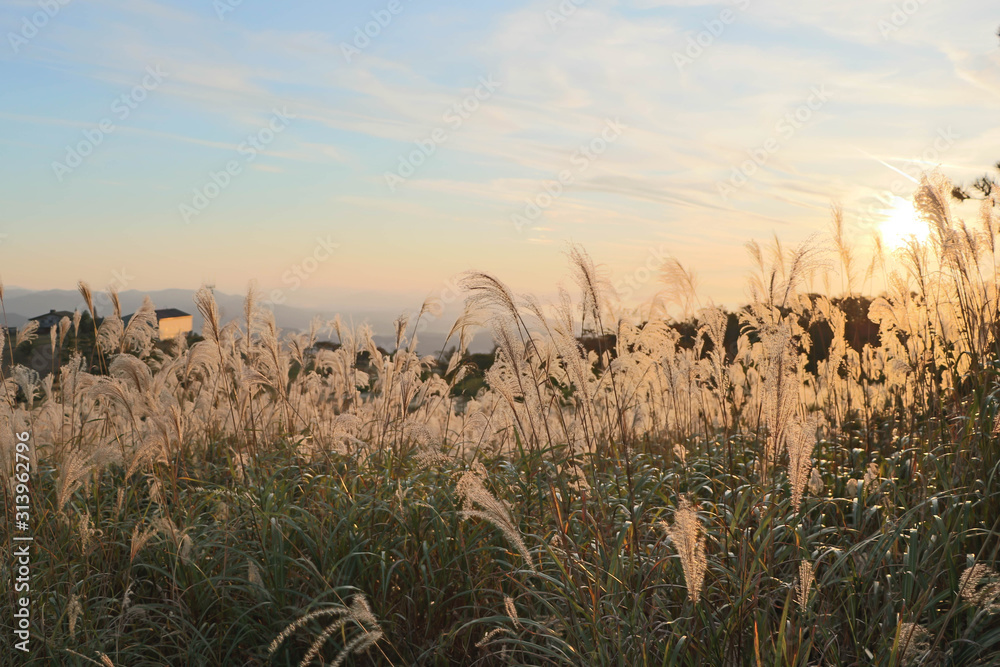 Fototapeta premium Sunset over Tall Grass in Hills Hiking Trail of Shiga, Japan