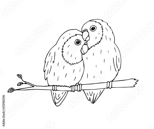 Vector hand drawn doodle sketch black outline lovebirds parrots pair isolated on white background