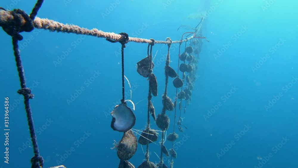 Black Tahitian pearls in oyster clam shells. Underwater pearl farm in Bora Bora, Tahiti French Polynesia. Polynesian pearls for luxury expensive jewelry.