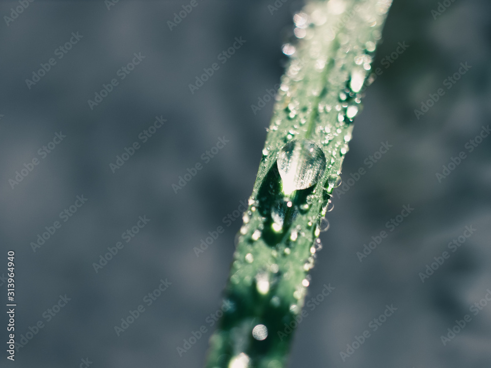 water drops on green leaf