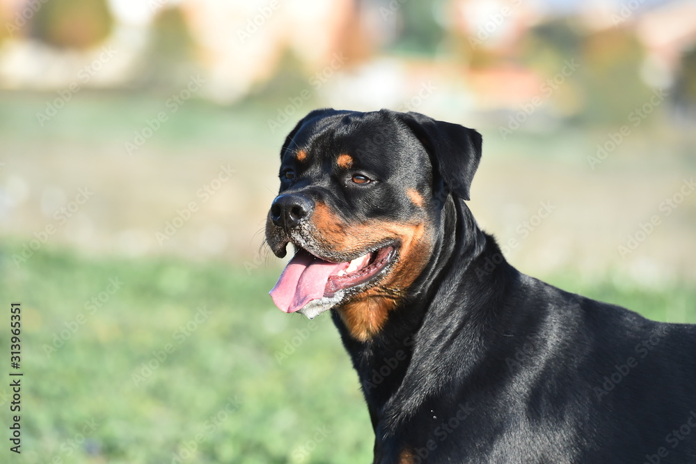 rottweiler in the green field rottweiler in the green field