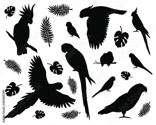 Vector set bundle of black different parrots silhouette isolated on white background