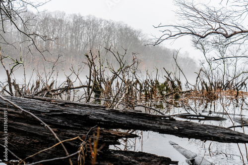 Into the mist