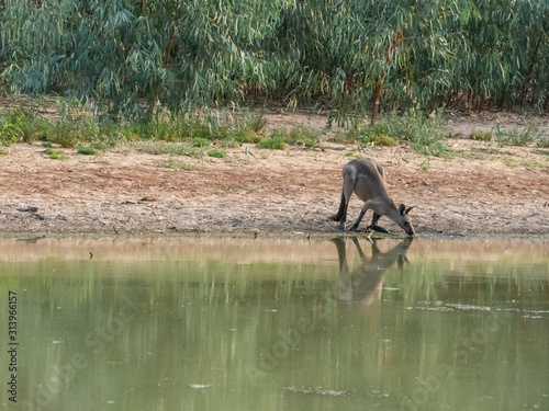 A one beautiful Kangaroo is drinking water from Bogan river in regional town of Nyngan, New South Wales.