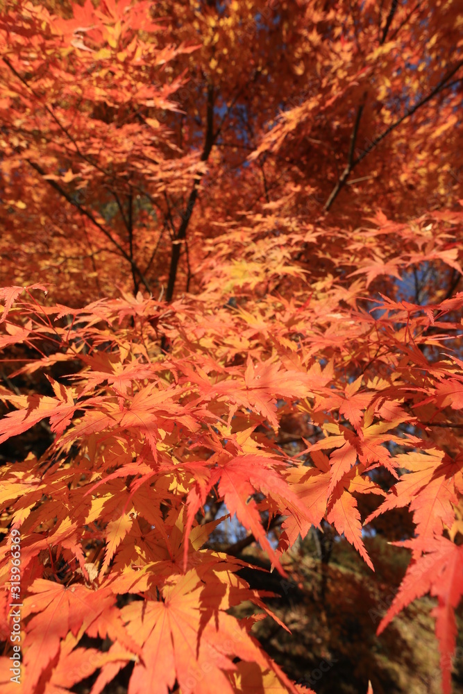 成田山公園 紅葉 モミジ Stock Photo Adobe Stock