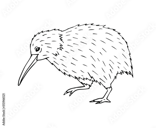 Vector hand drawn doodle sketch kiwi bird isolated on white background