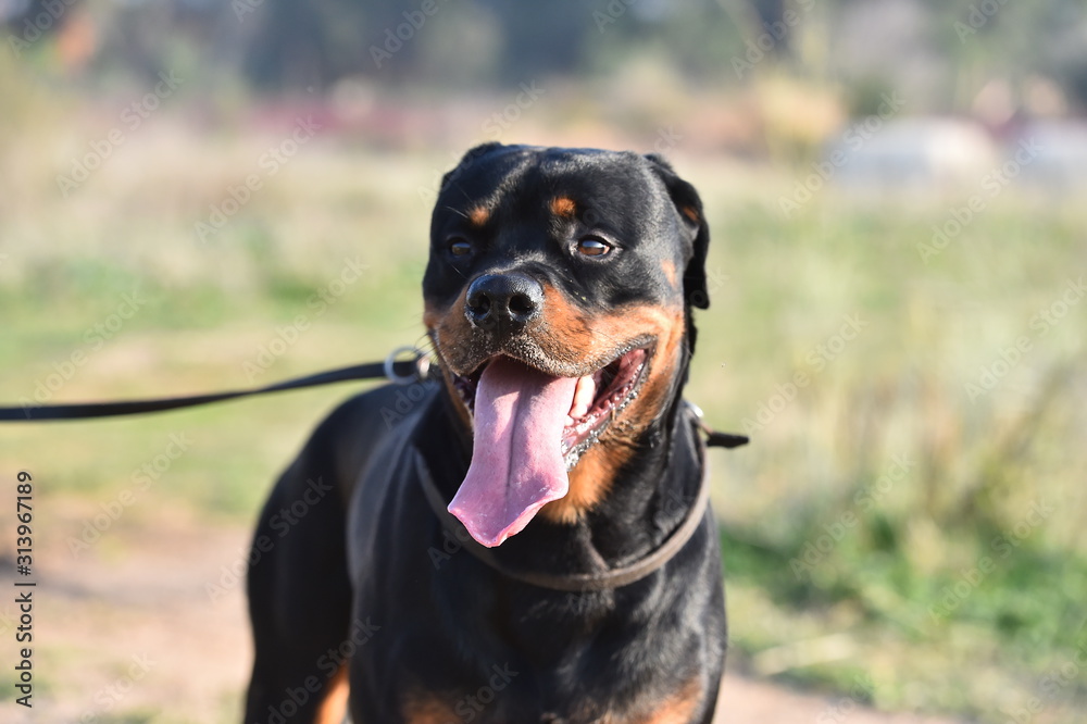 rottweiler in the green field