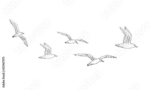 Vector hand drawn doodle sketch flock of seagulls flying isolated on white background