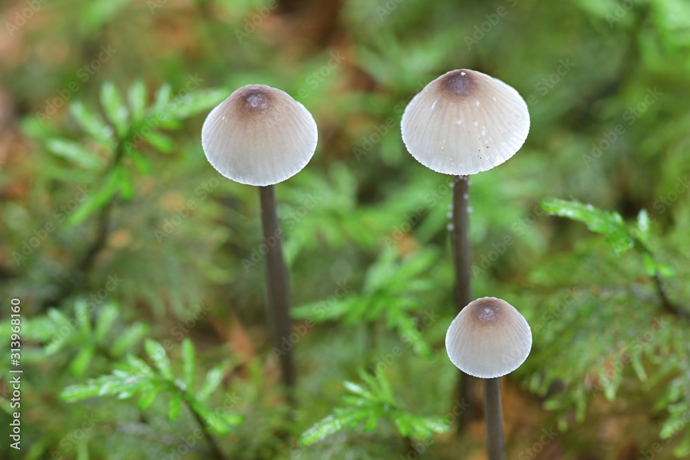 Mycena galopus, known as the milking bonnet or the milk-drop mycena, wild mushrooms from Finland Mycena galopus, known as the milking bonnet or the milk-drop mycena, wild mushrooms from Finland