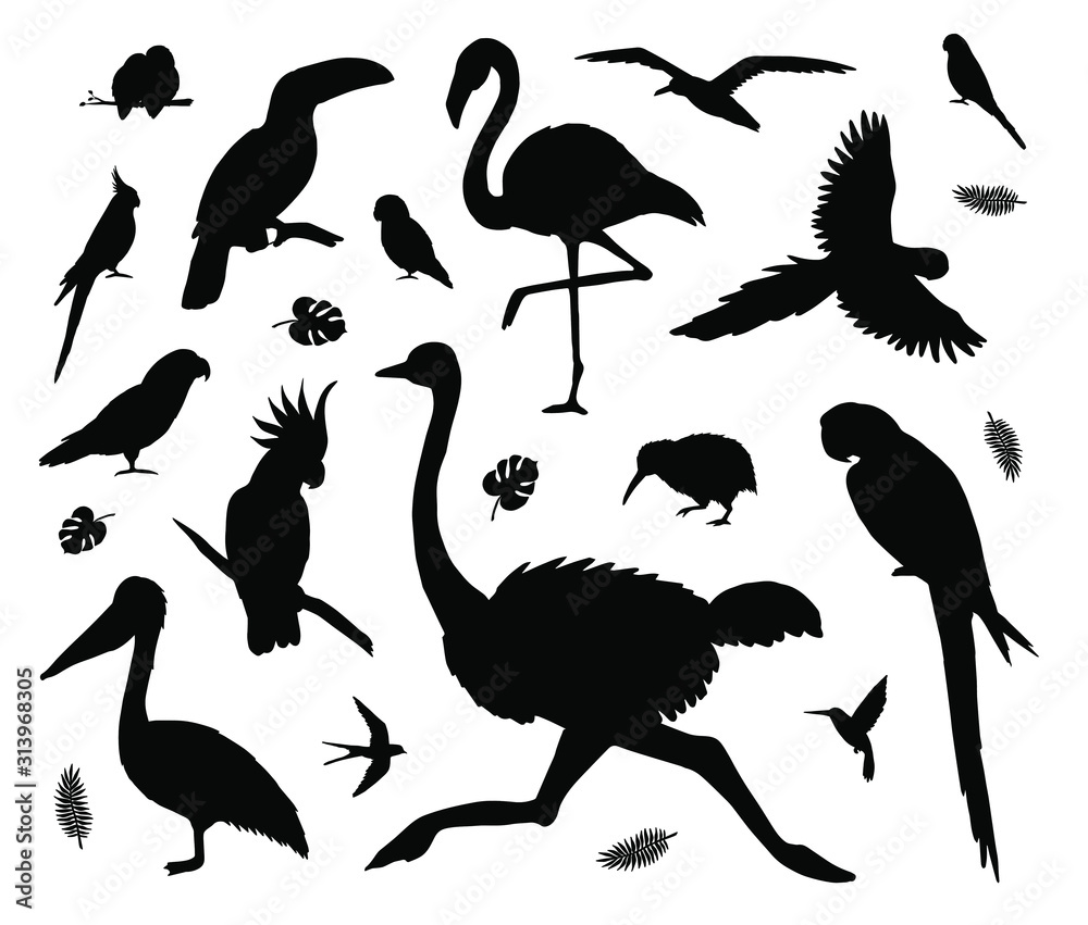 Obraz premium Vector set bundle of black tropical wild birds silhouette isolated on white background