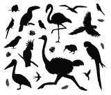 Vector set bundle of black tropical wild birds silhouette isolated on white background