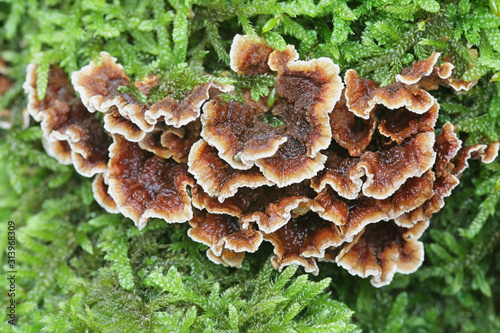 Stereum gausapatum, known as Bleeding Oak Crust, wild fungus from Finland