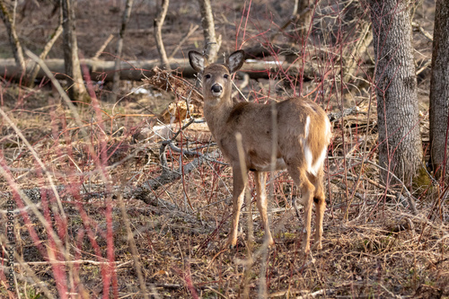 Whitetail deer in brush look over its body  watching its back. negative space in photo