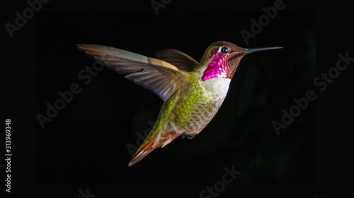 Fotografia, Obraz hummingbird in flight